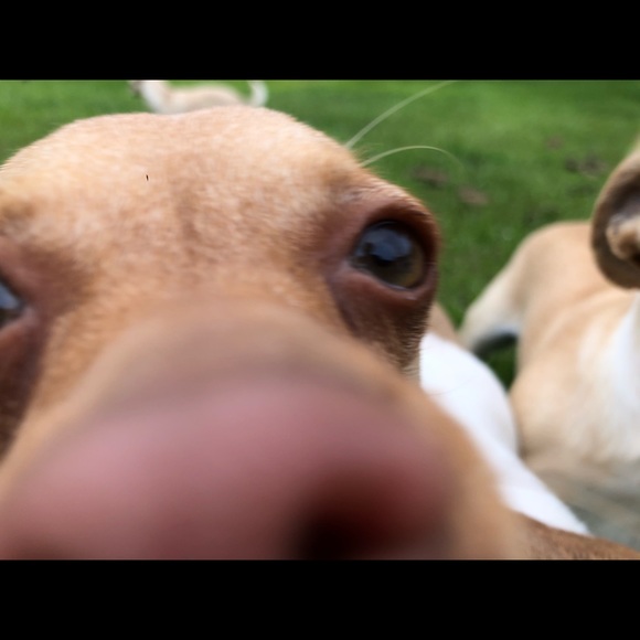 Meet the Posher Other - Meet your Posher, Ana